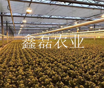 花卉、育苗基地