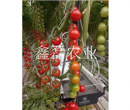 花卉、育苗基地