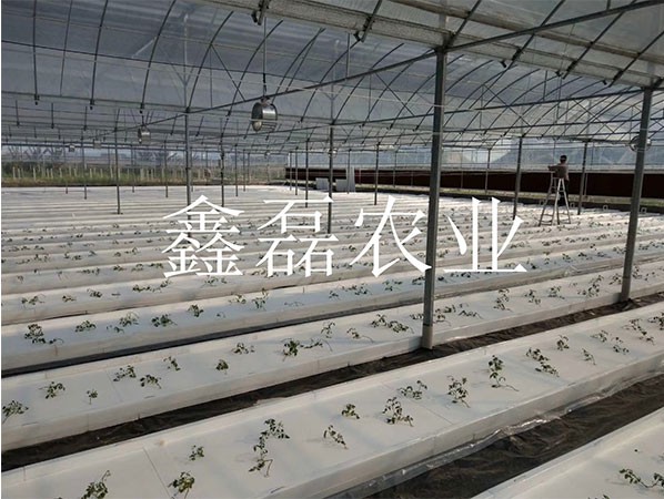 花卉、育苗基地