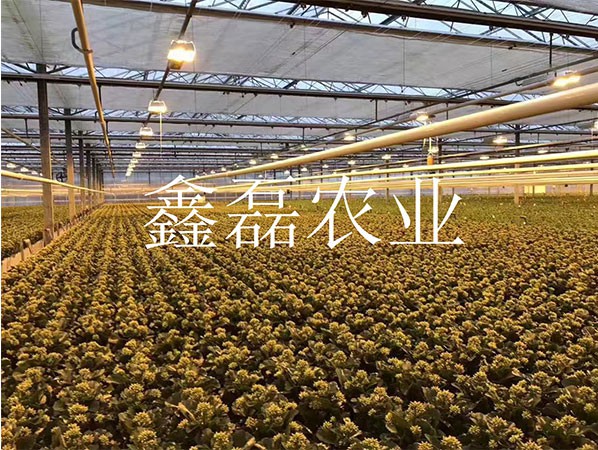 花卉、育苗基地