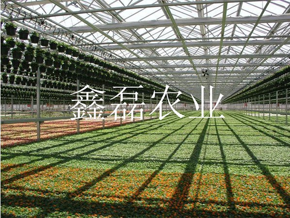 花卉、育苗基地